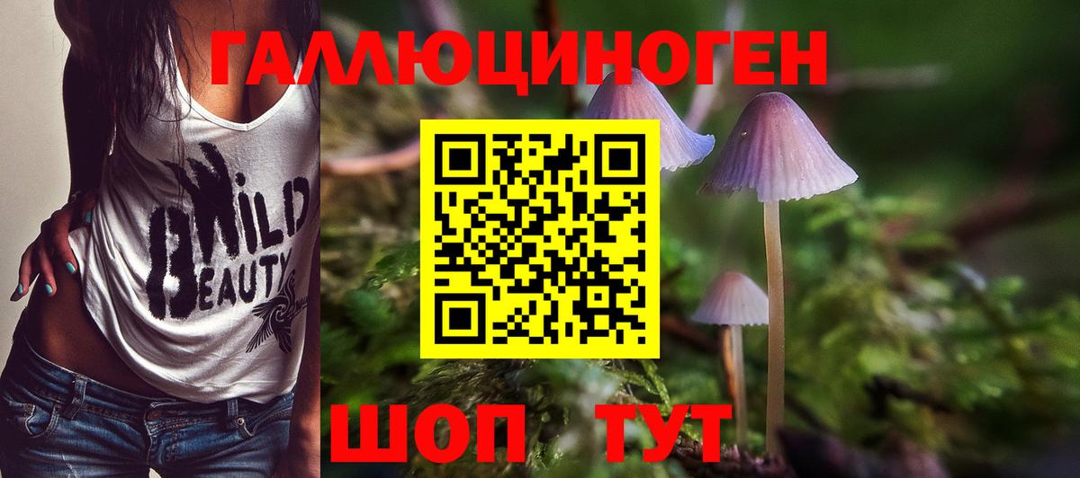 Артём  Галлюциногенные грибы Psilocybine cubensis  Вход с VPN 
